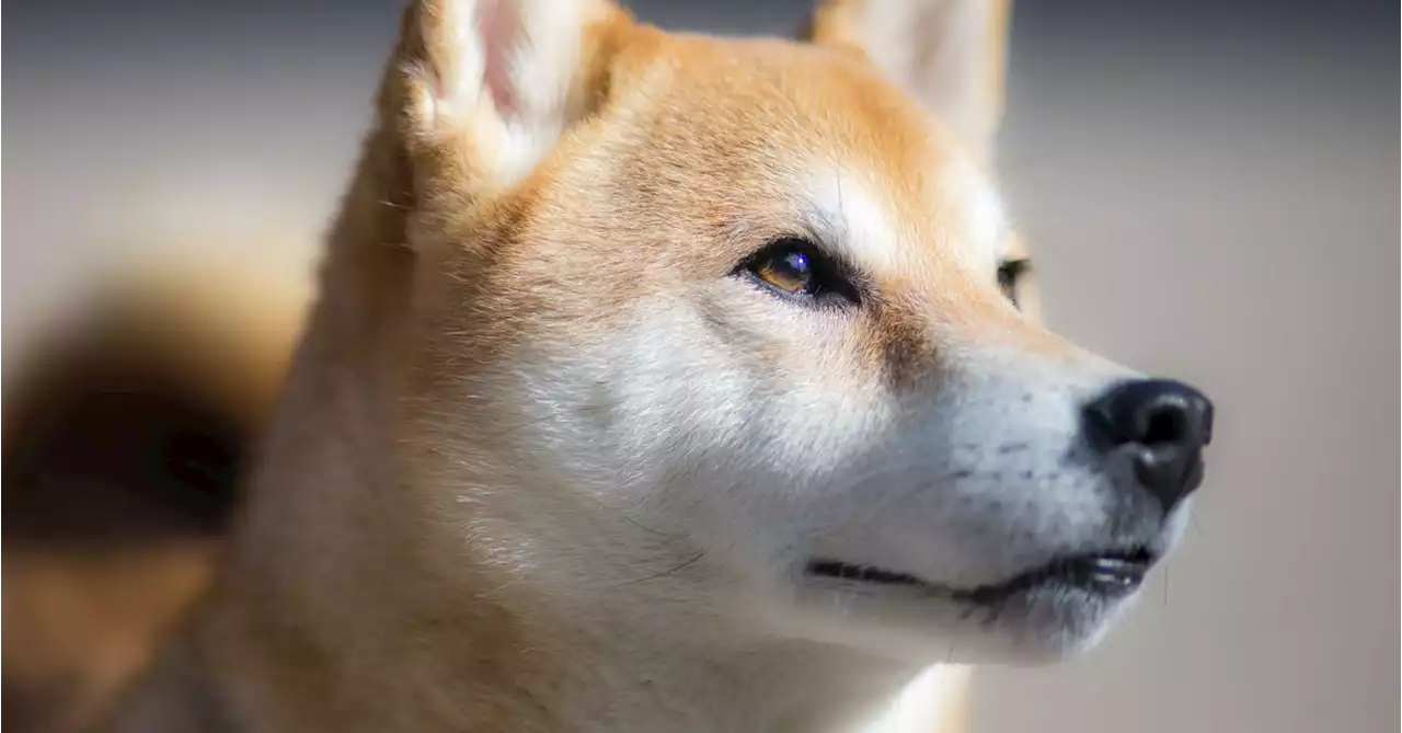 Shiba Inu's Metaverse Will Feature More than 100K Land Plots