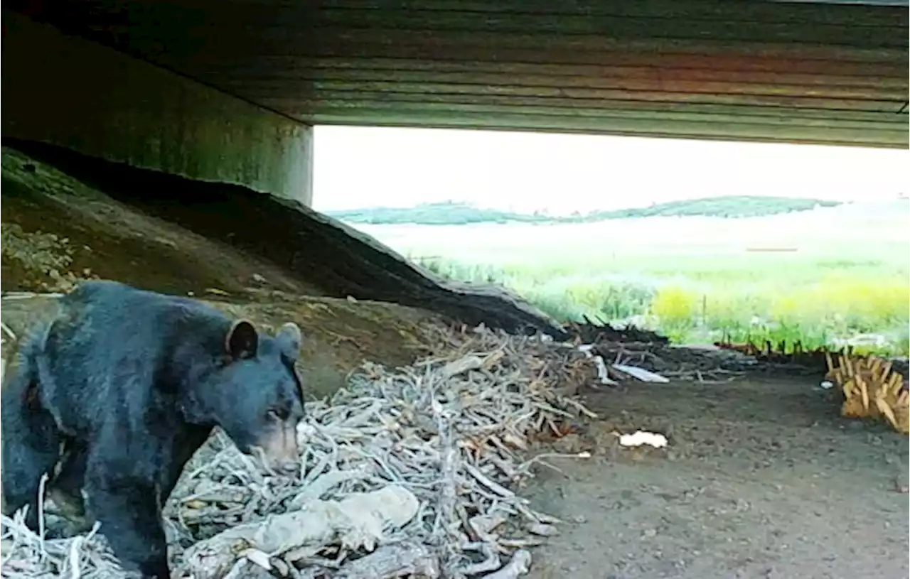 With big investment in wildlife crossings, Colorado lawmakers hope to cut car-animal collisions