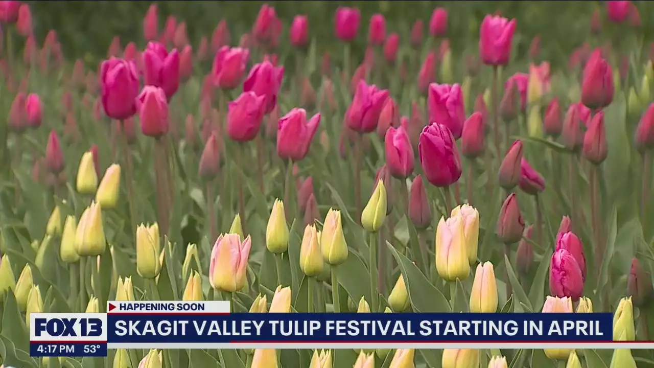 Skagit Valley Tulip Festival kicks off April 1, despite worker strike