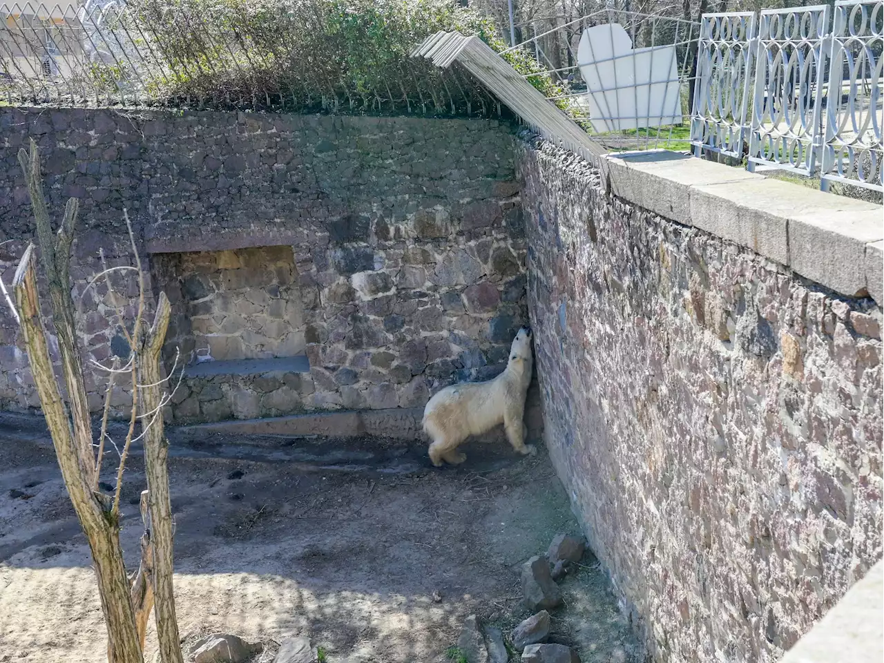 Ukrainian zoo animals at risk of starvation as food supplies run out