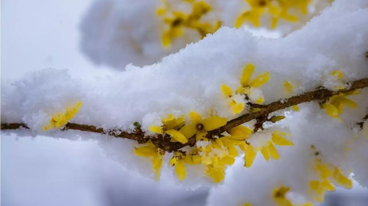 Deutsche Bahn: ICE Hamburg - Berlin wegen Schnee und Eis eingeschränkt