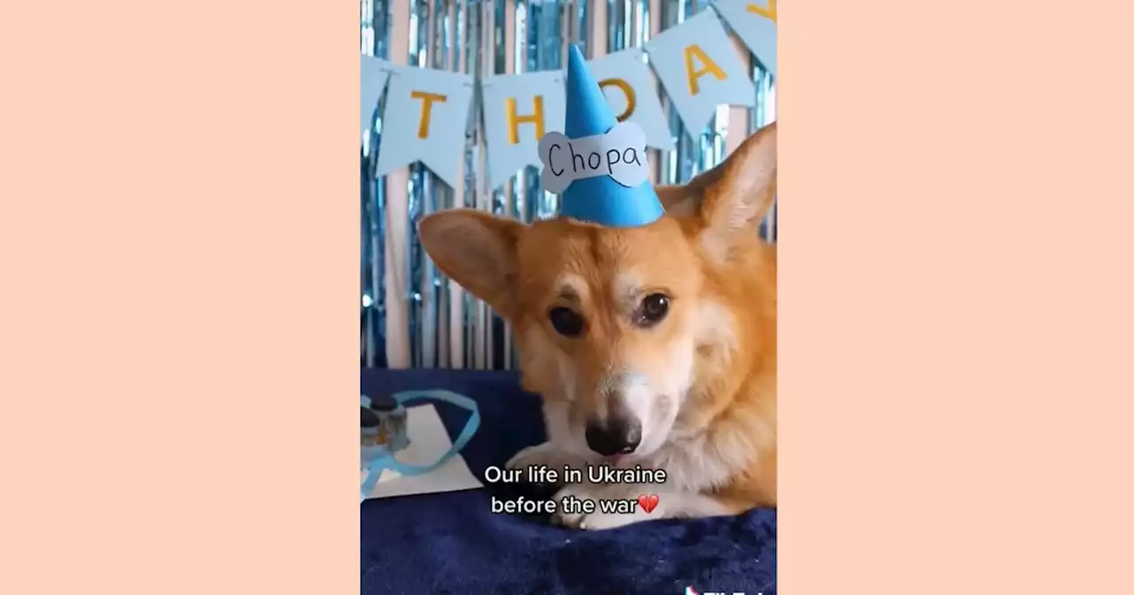 Beloved TikTok corgi and owner have been separated since Russia invaded Ukraine