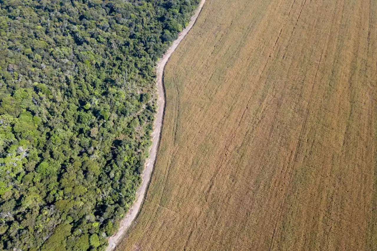 The Amazon has descended into lawlessness in Jair Bolsonaro’s Brazil