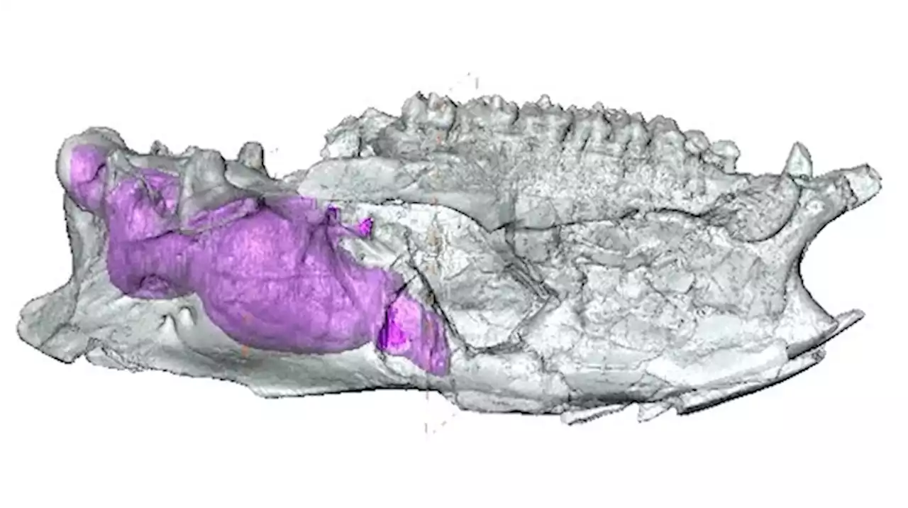 Early mammals got big before they got smart