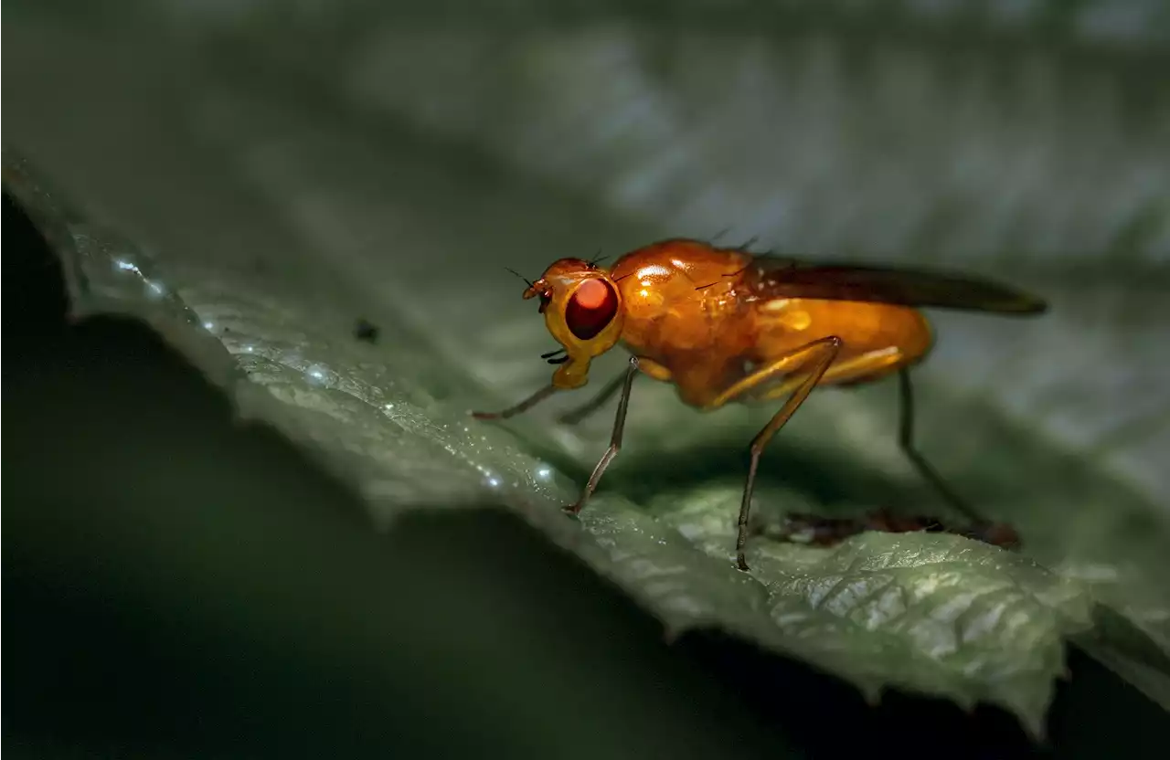 Fruit flies adapt activity to 'white nights'