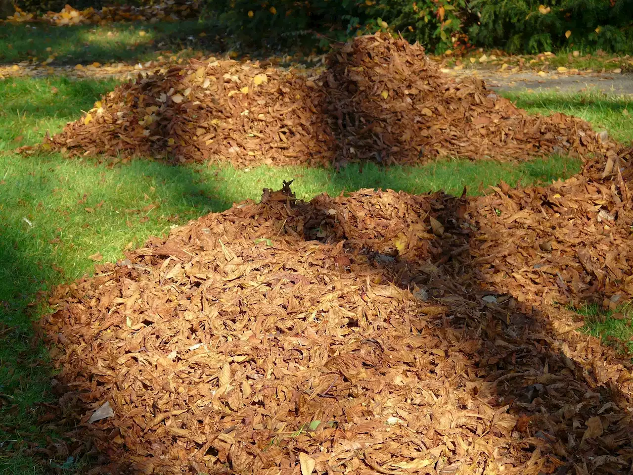 Best leaf vacuums of 2022