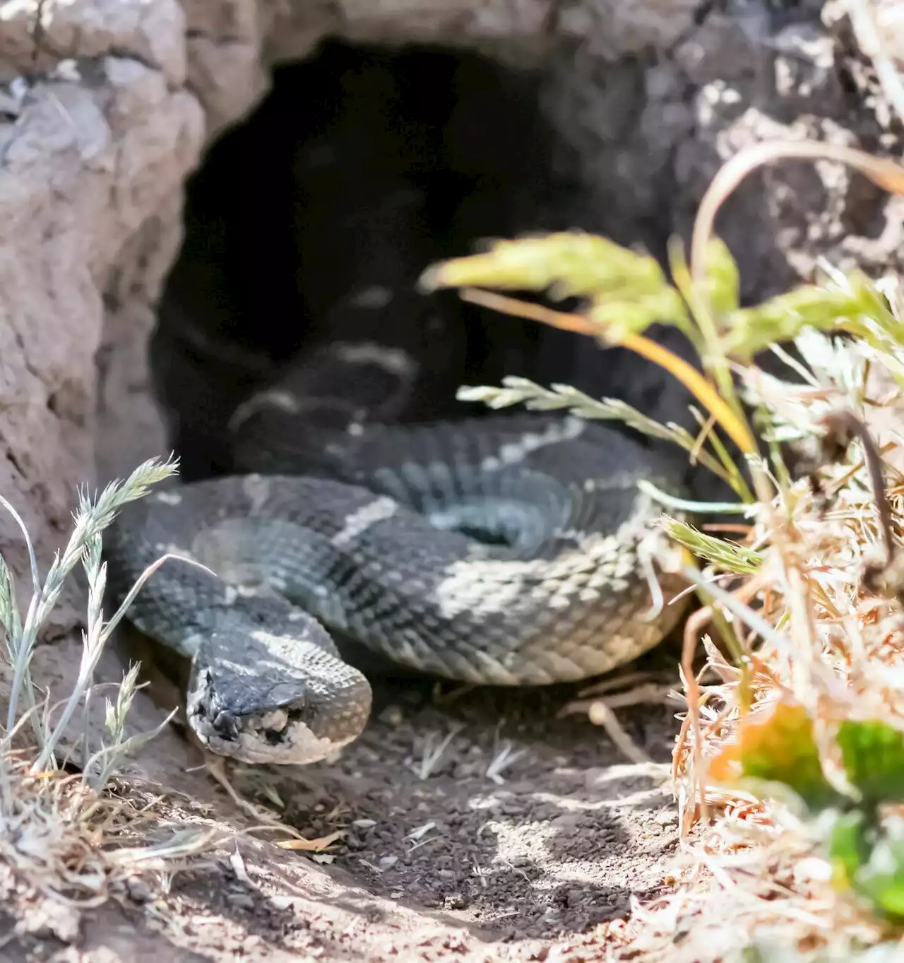 Hikers beware: Rattlesnakes emerging earlier this season - The San Francisco Examiner