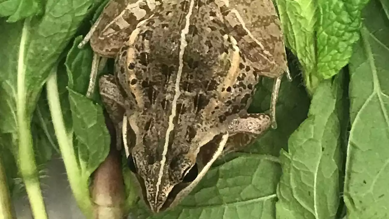 Frog takes giant leap across continents by taking 6,000-mile trip from Africa to Northumberland in bag of fresh mint