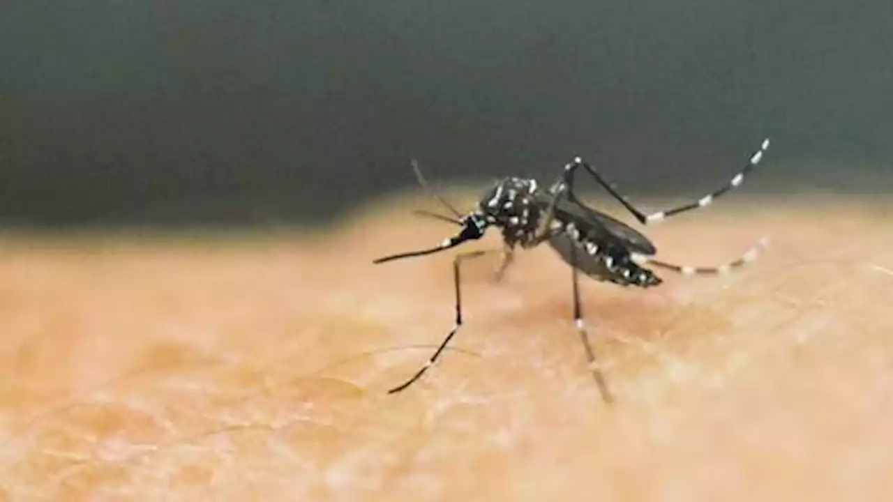 Genetically modified mosquitoes, a potential antidote to deadly diseases