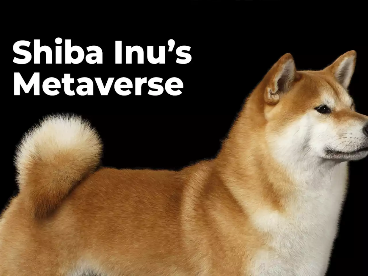 Dogecoin Co-Founder Harshly Criticizes Shiba Inu’s Metaverse