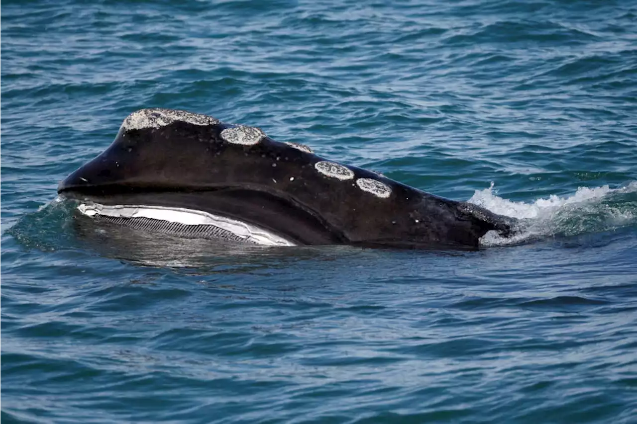 Maine politicians ask for time to comply with whale rules