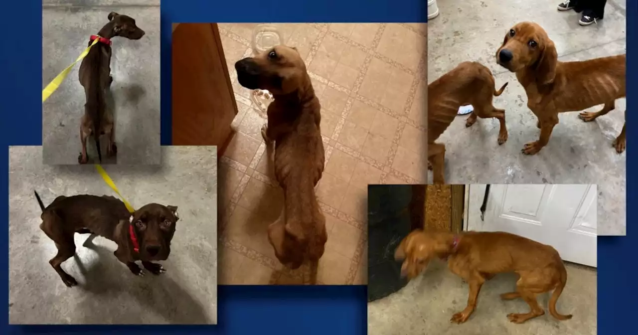 Emaciated dogs found abandoned in Summit County prompt warning