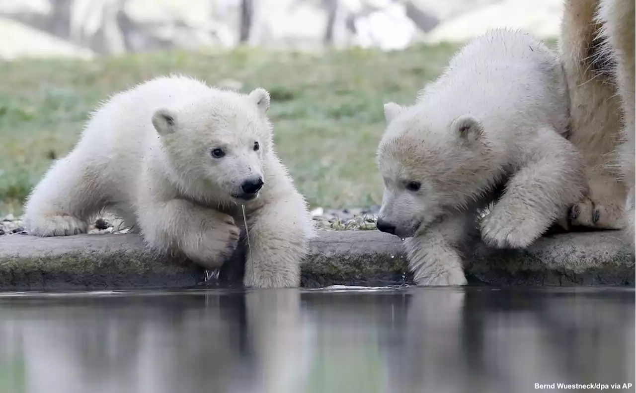 Tigers receive gifts from St. Nick from Cutest baby animals from around the world