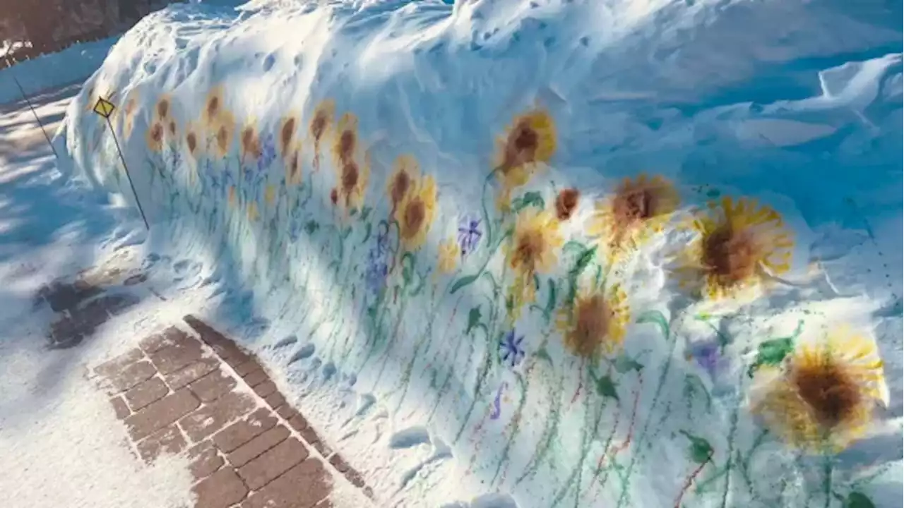 Sunflowers painted on canvas of Manitoba snow to show support, hope for embattled Ukraine | CBC News