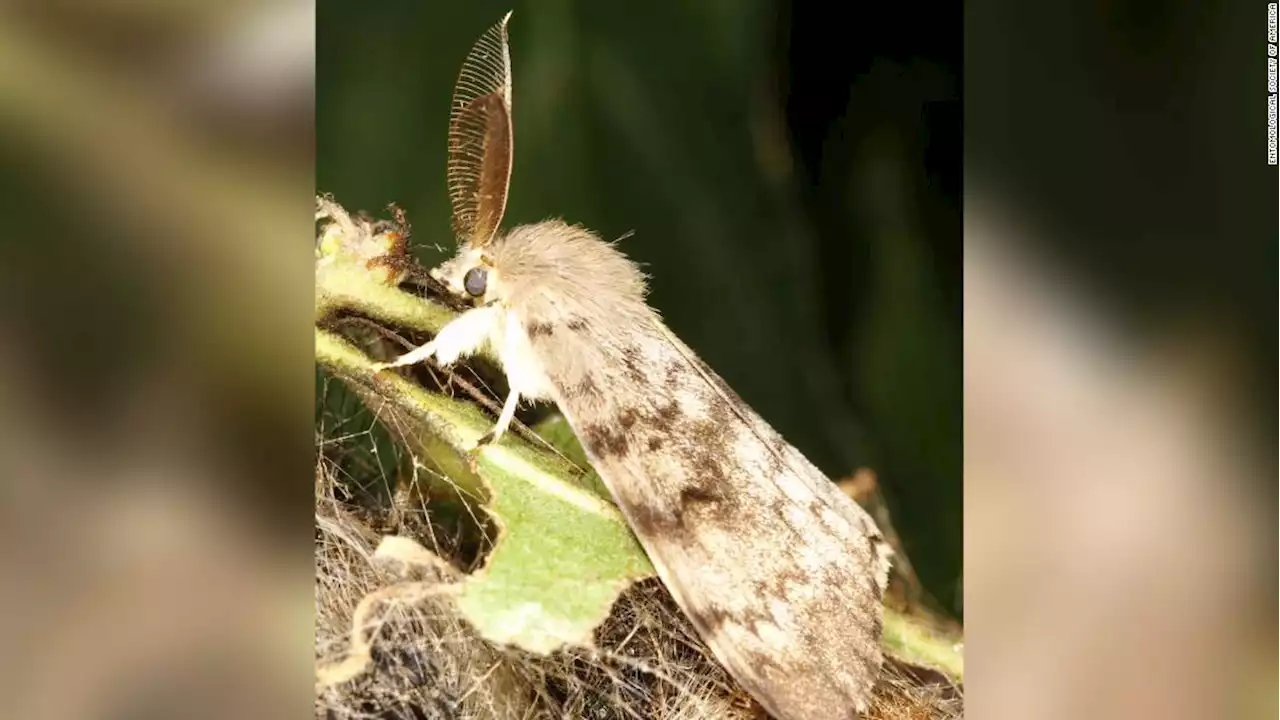 An invasive species now has a new name to replace ethnic slur