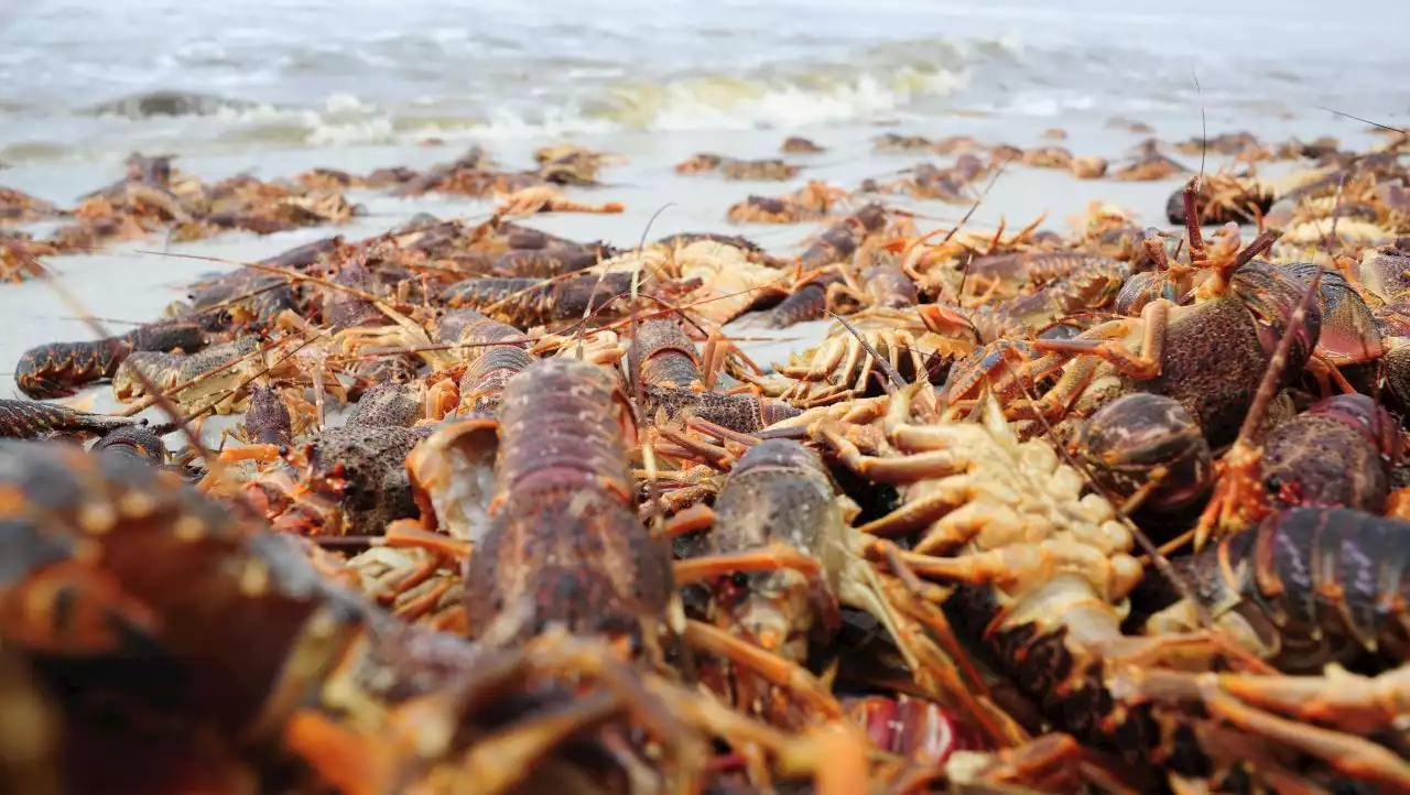 WEST COAST: Local fishermen help crayfish back to sea after mass red tide walkout