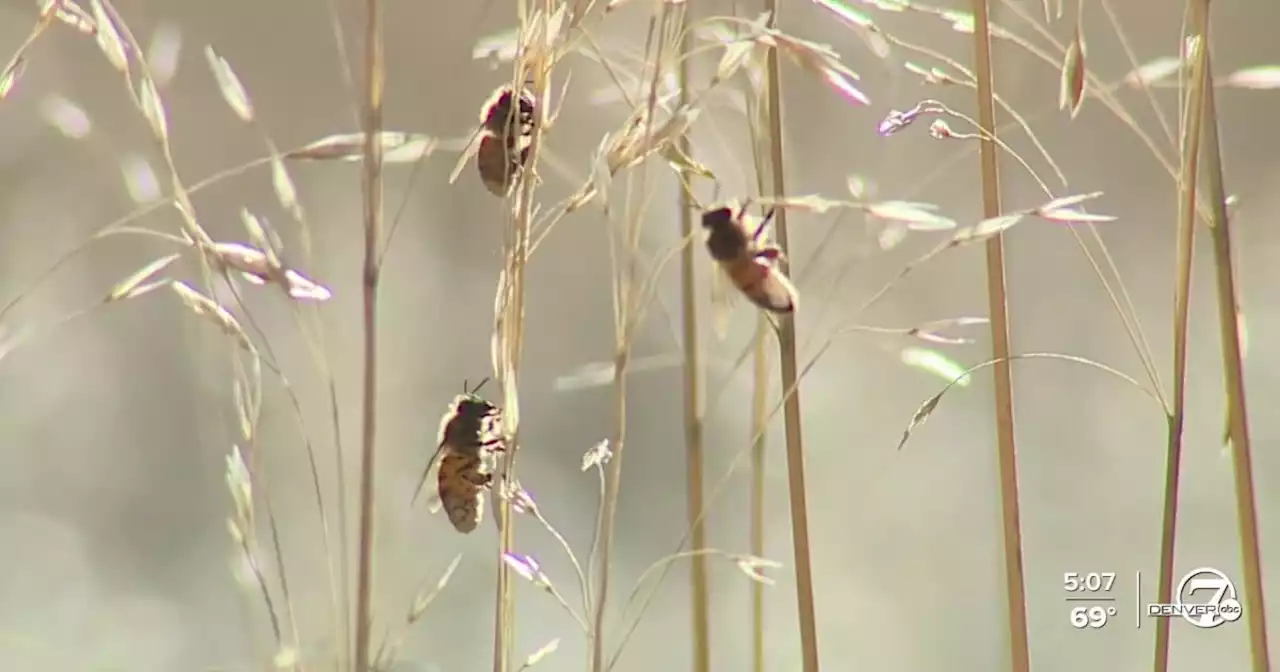 Colorado bill aims to save bee populations by restricting pesticide use