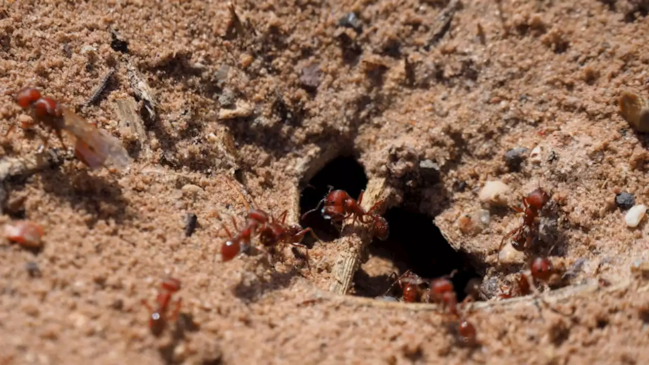 The Complex Engineering of Underground Ant Cities