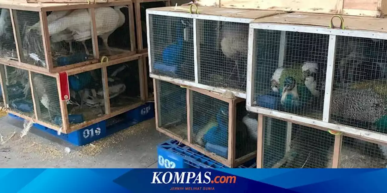 Tak Ada Sertifikat Karantina, 1.153 Burung dari Afrika dan Malaysia Tertahan di Kargo Bandara Kualanamu