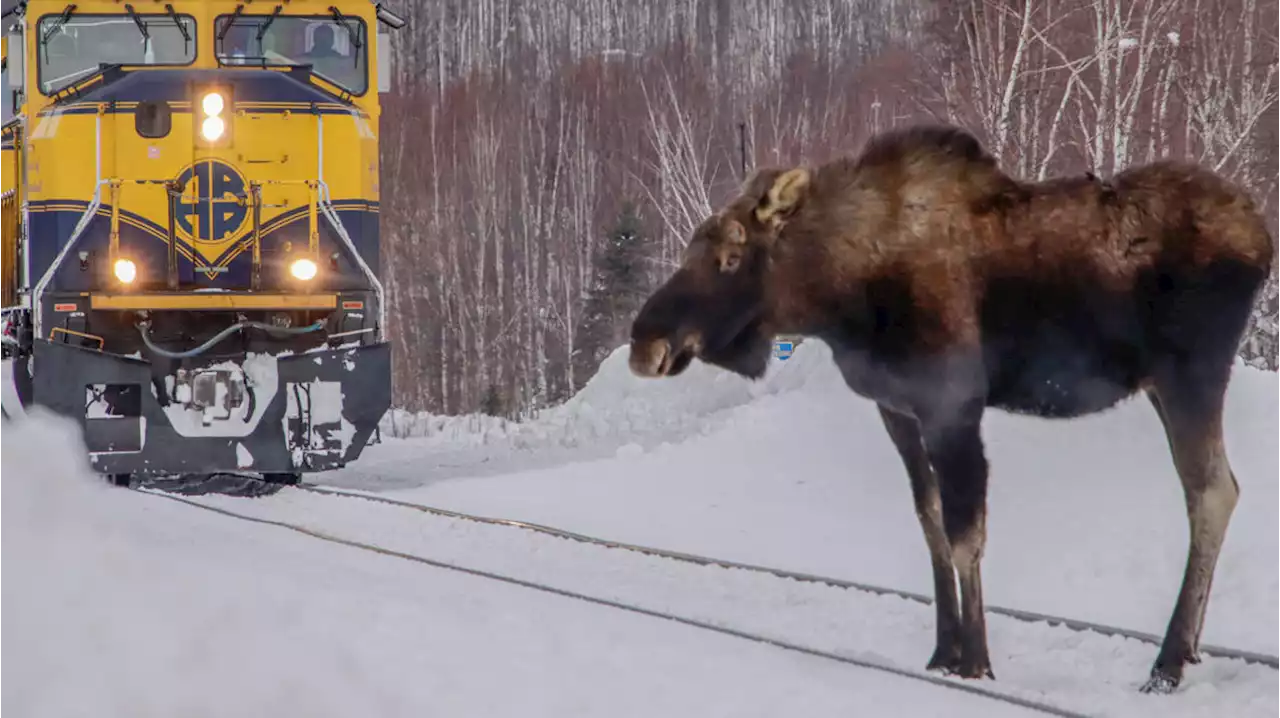 Hungry, aggressive moose put mushers on high alert before Iditarod