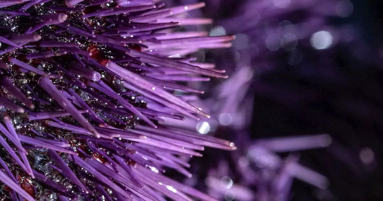 From plague to delicacy — reconsidering the purple sea urchin