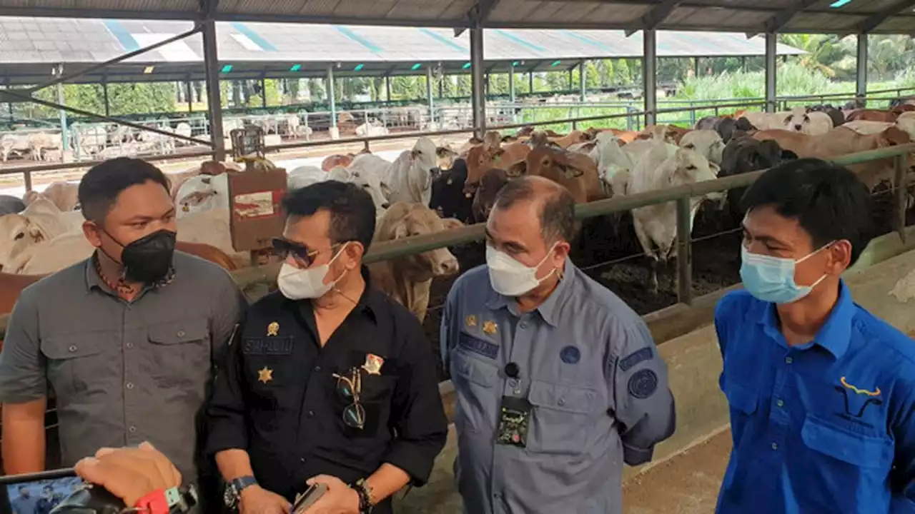 Mentan SYL: Stok Sapi Siap Potong di Sumut dan Aceh Aman hingga Lebaran