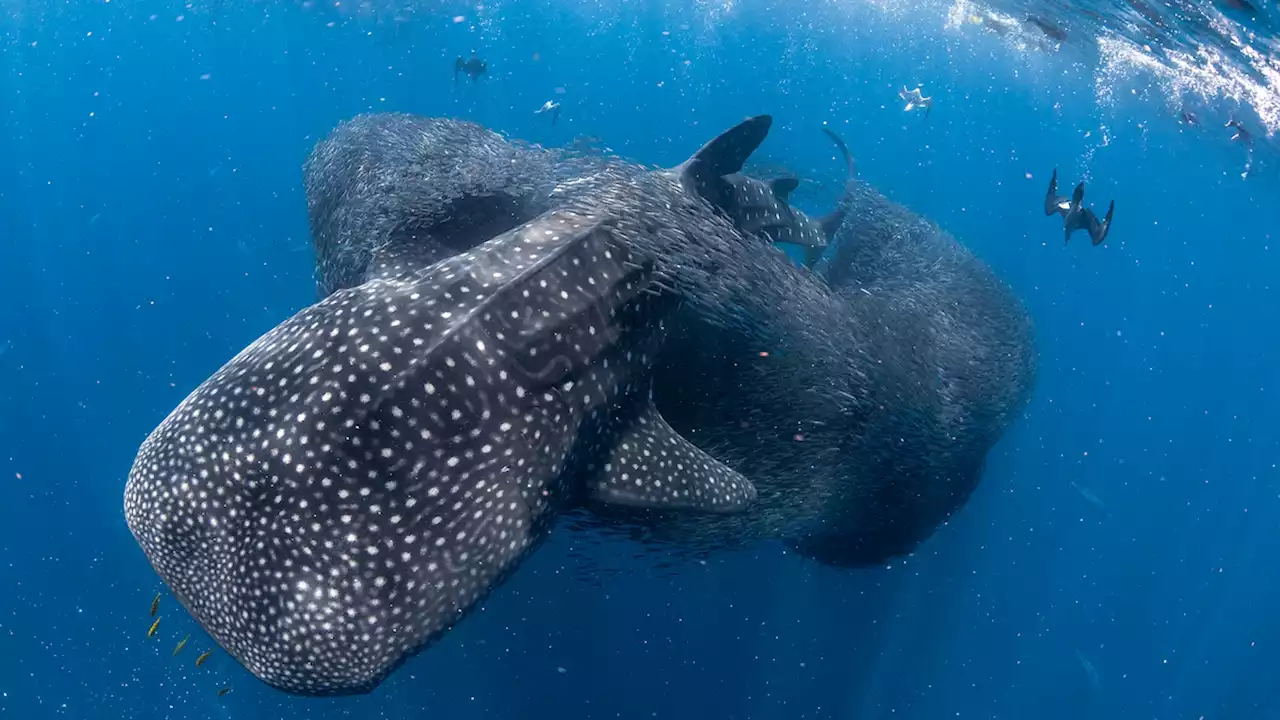 Whale sharks team up to hunt with other predators in rare video