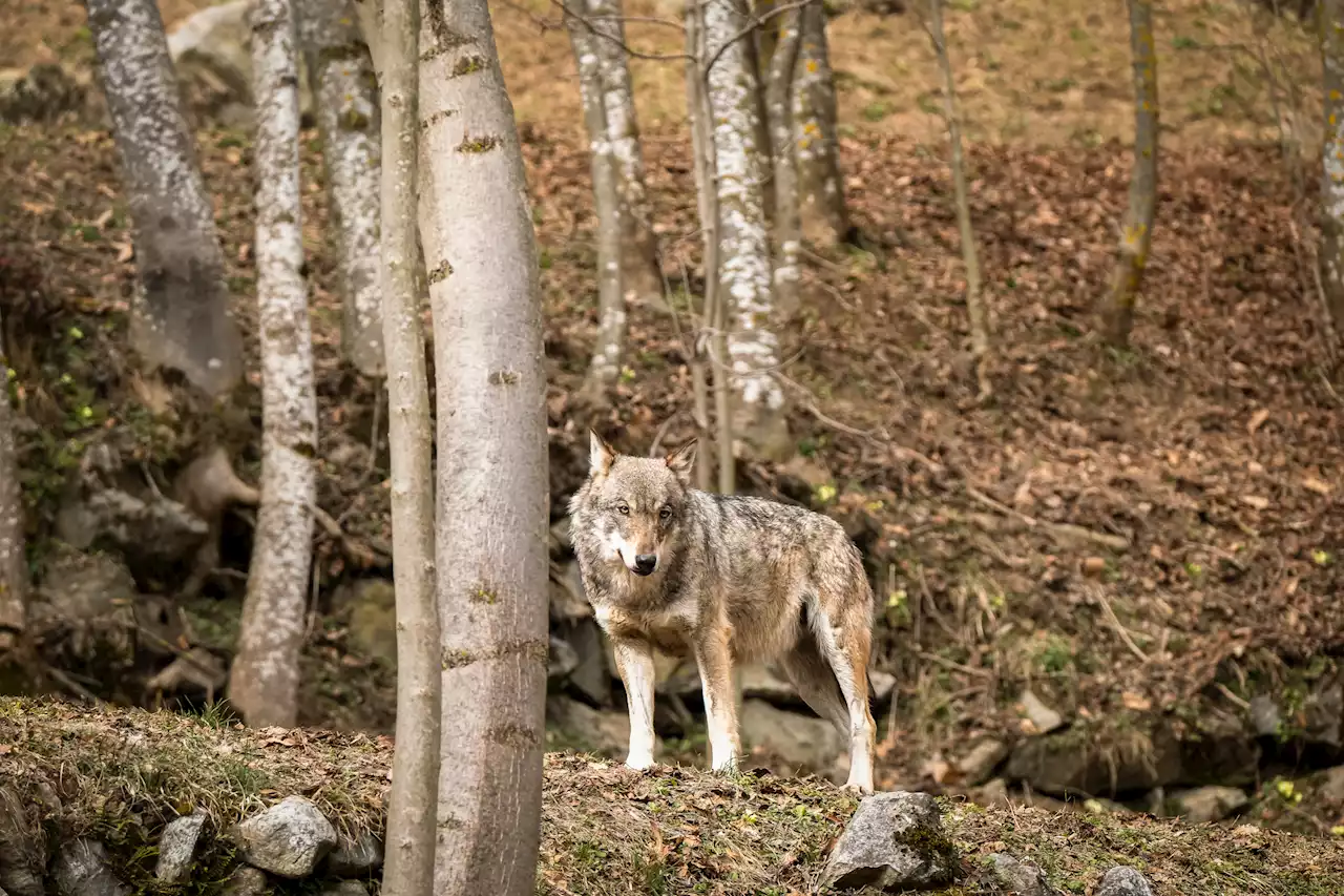 This ancient creature was the first known wolf in Europe