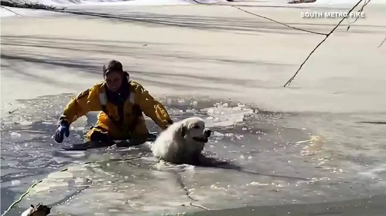 VIDEO: Firefighter pulls dog from icy pond in Colorado