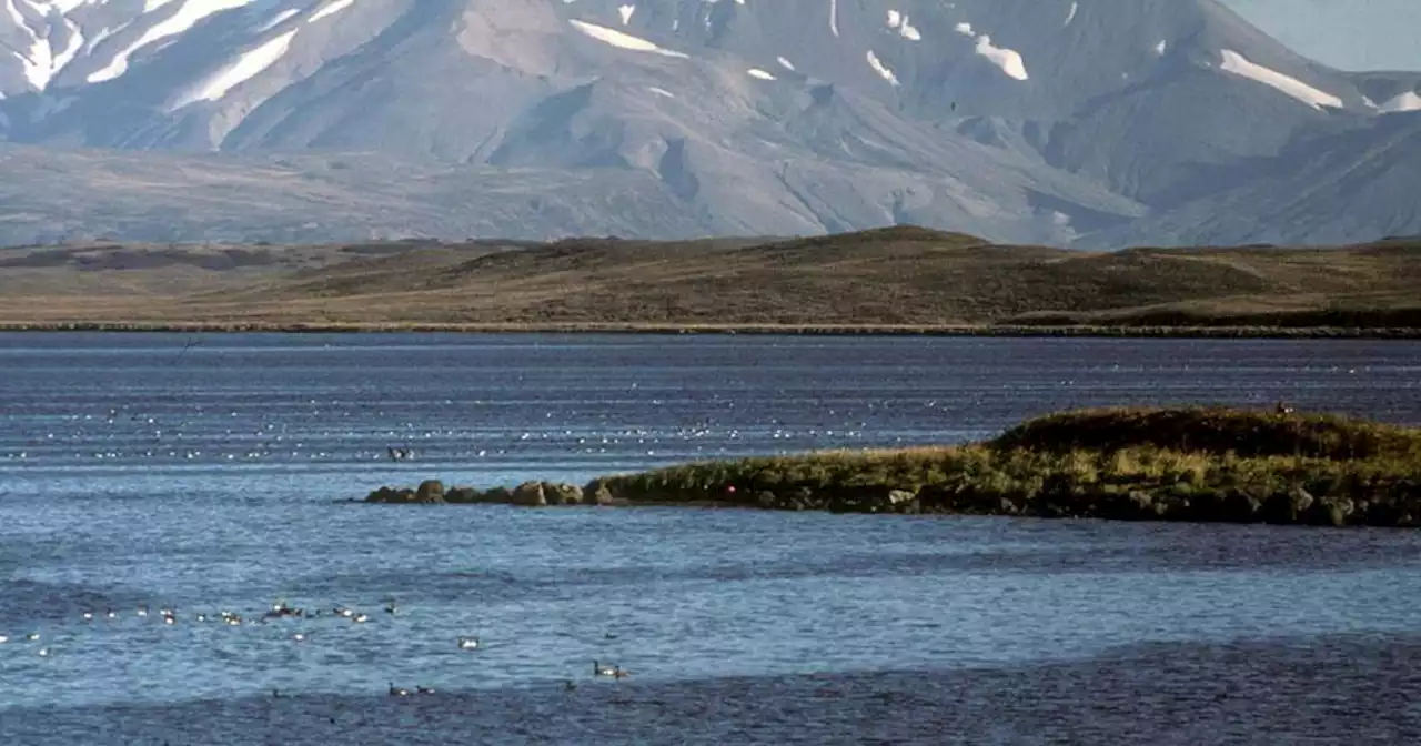 For a unique experience, consider visiting Alaska’s vast national wildlife refuges