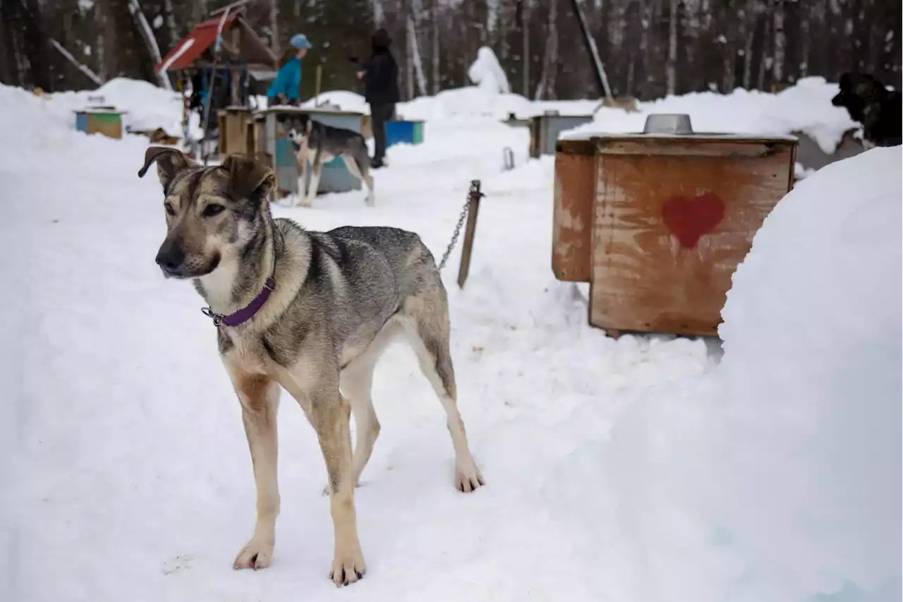 Iditapod: Iditarod gets back on track - Alaska Public Media