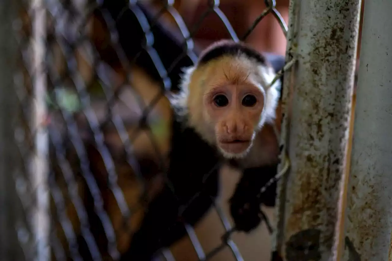 Guest opinion: End the primate pet trade before more people get hurt