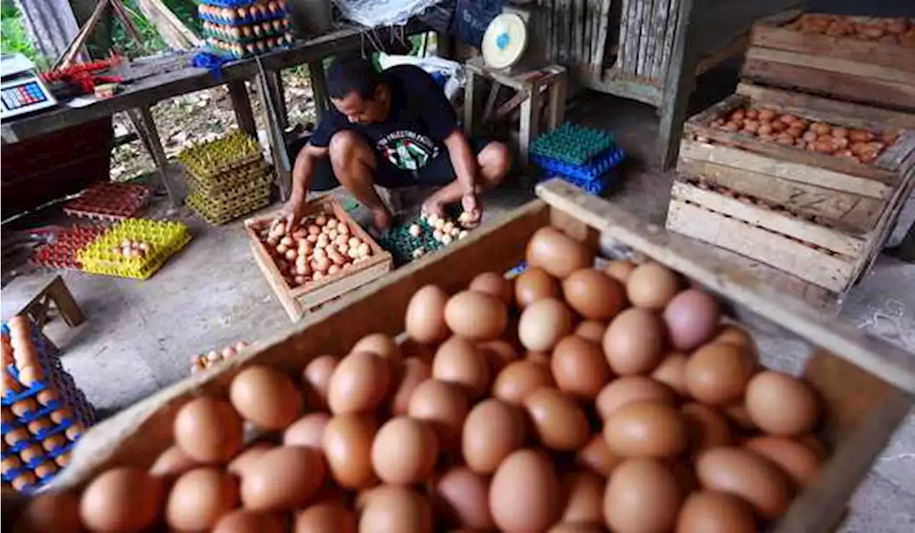 Harga Telur dan Ayam Potong Naik di Kota Tangerang