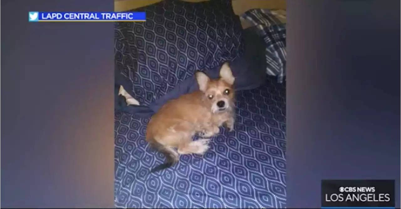 Authorities Searching For DTLA Hit-And-Run Victim's Dog, Suspect Involved