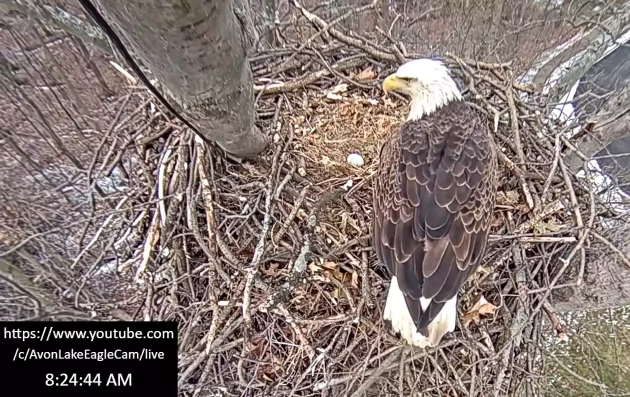 It’s almost baby bald eagle season in Avon Lake