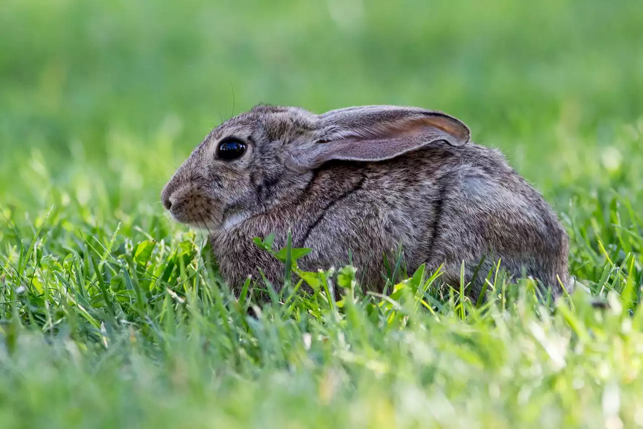 We received a surprisingly passionate but sharply divided response to a rabbit’s death notice: Letter from the Editor