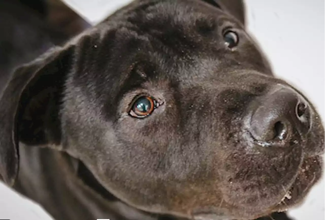 Fun photos of Richardson animal shelter pets aim to increase adoptions