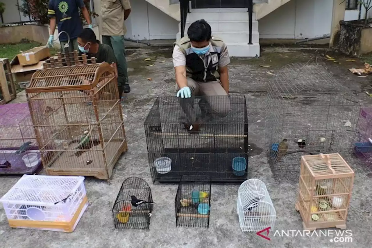 Ratusan Burung Impor Asal Wabah Flu Ganas Tiba di Bandara Kualanamu, Balai Karantina Turun Tangan