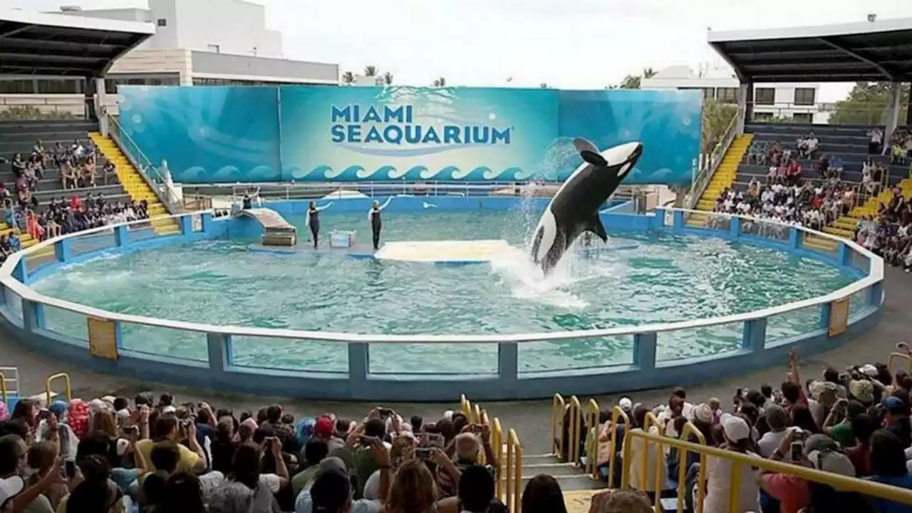 Famed killer whale Lolita ends 52-year run at Miami Seaquarium