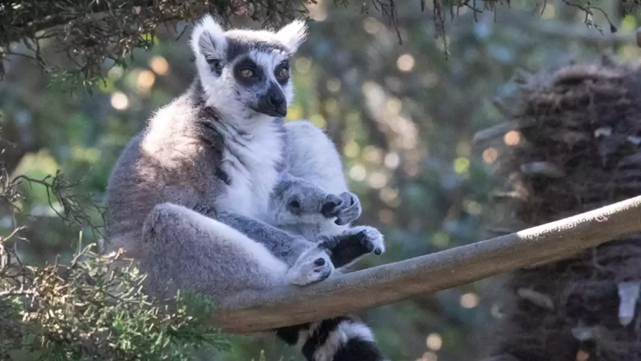 Maki, Beloved SF Zoo Lemur Who Was Kidnapped in 2020, Dies at 22