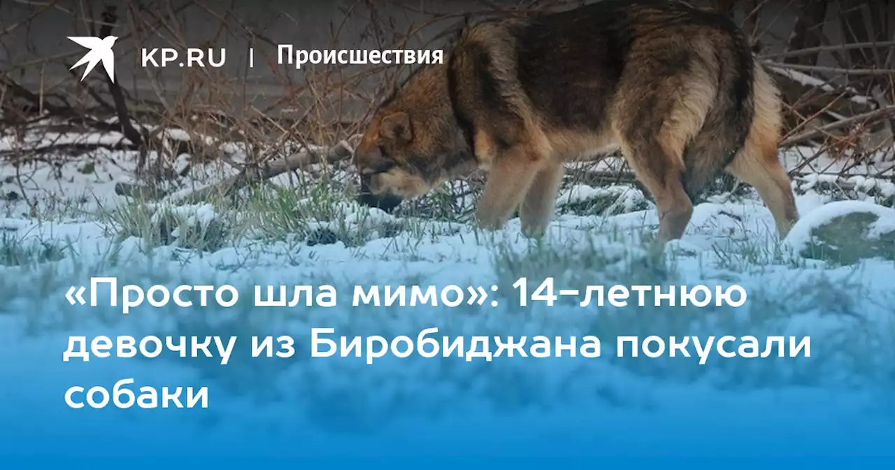 «Просто шла мимо»: 14-летнюю девочку из Биробиджана покусали собаки