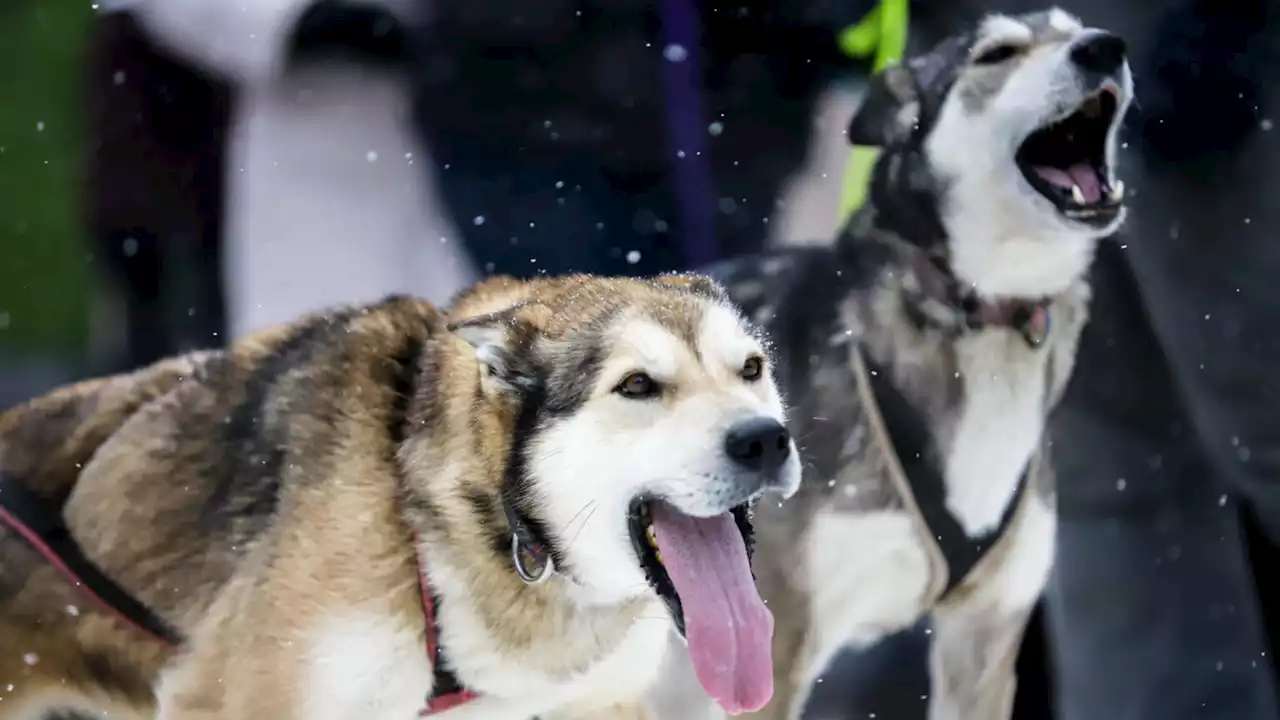 The 2022 Iditarod starts this weekend