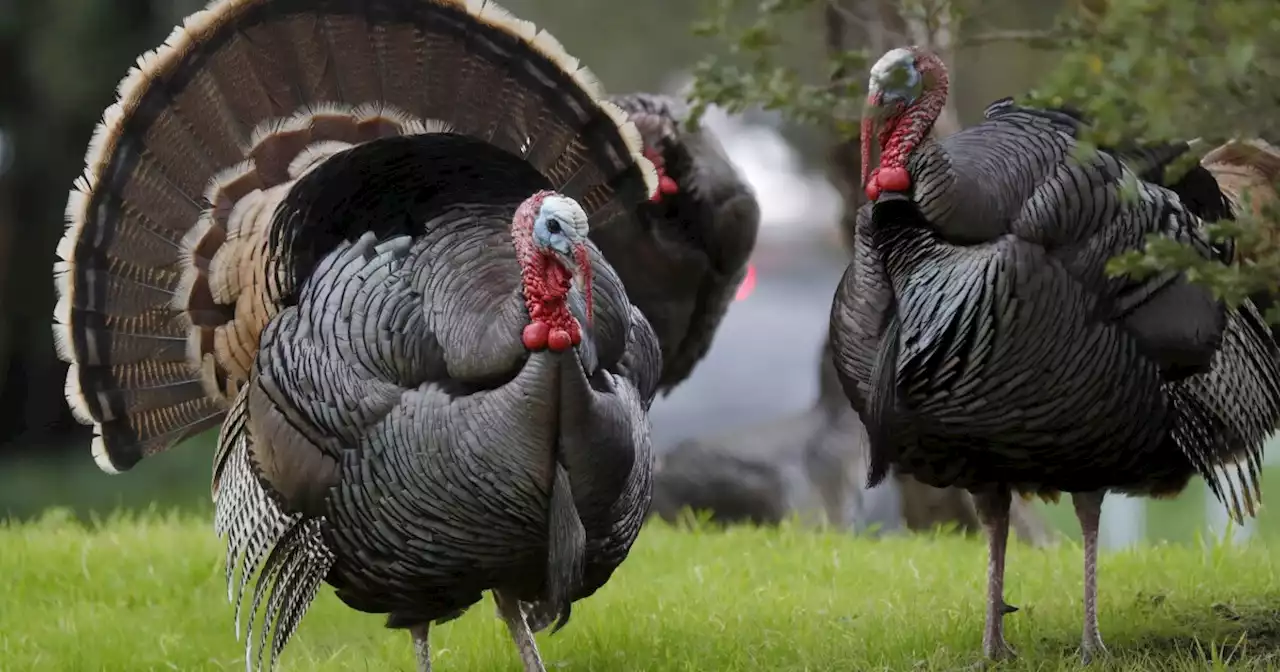 A feud between mail carriers, wild turkeys comes to a deadly climax near Sacramento