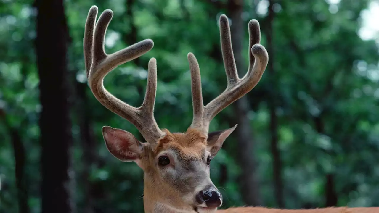 A deer may have passed COVID-19 to a person, study suggests