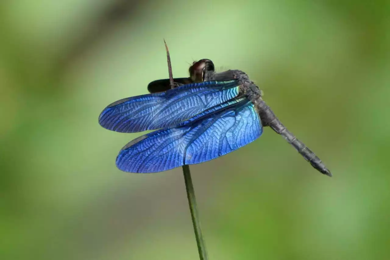 Blue wings give morpho dragonflies stealth capabilities