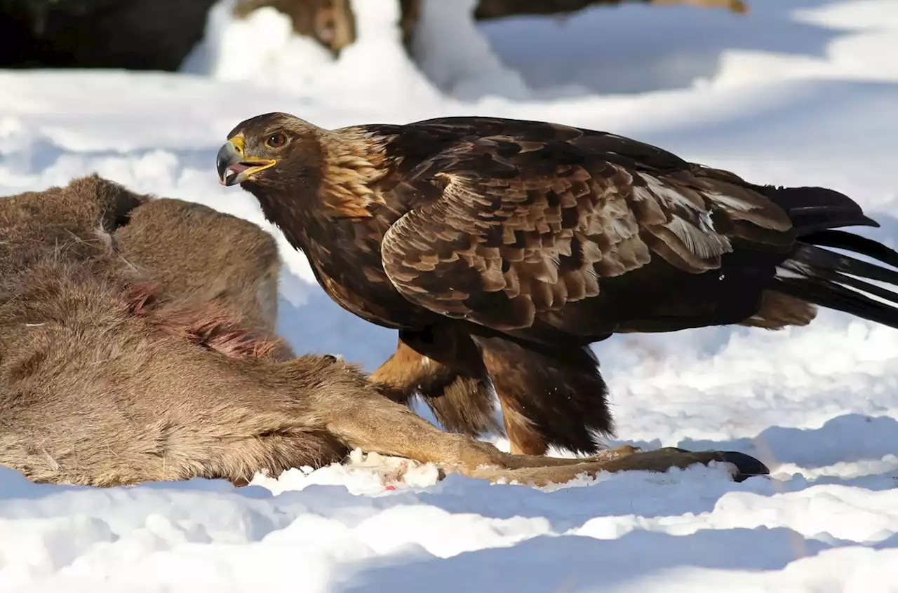 Nearly half of bald eagles have lead poisoning