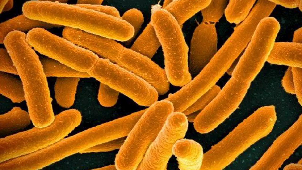 Some E. coli set off viral grenades inside nearby bacteria