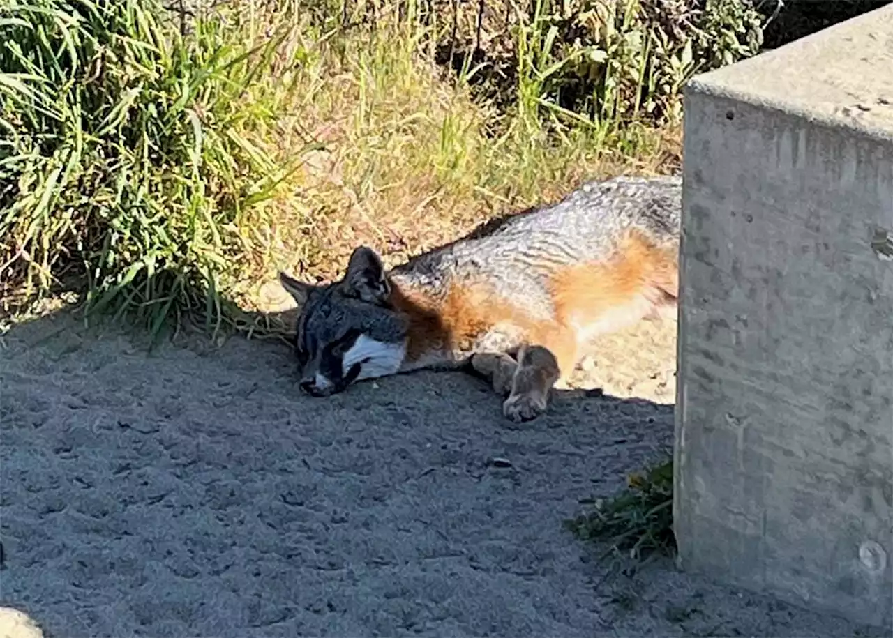 Possible canine distemper outbreak hits wild animals in Bay Area