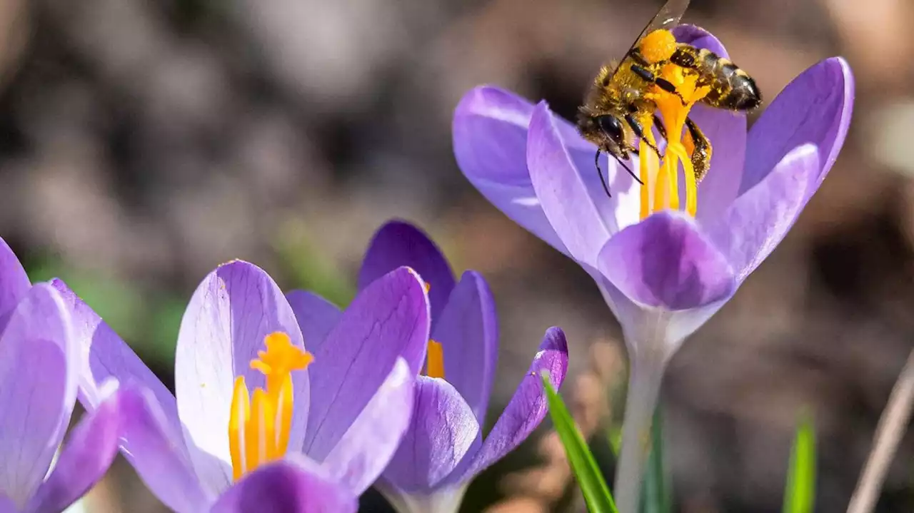 Floristin erklärt, wann welche Blumen im Frühling gepflanzt werden dürfen