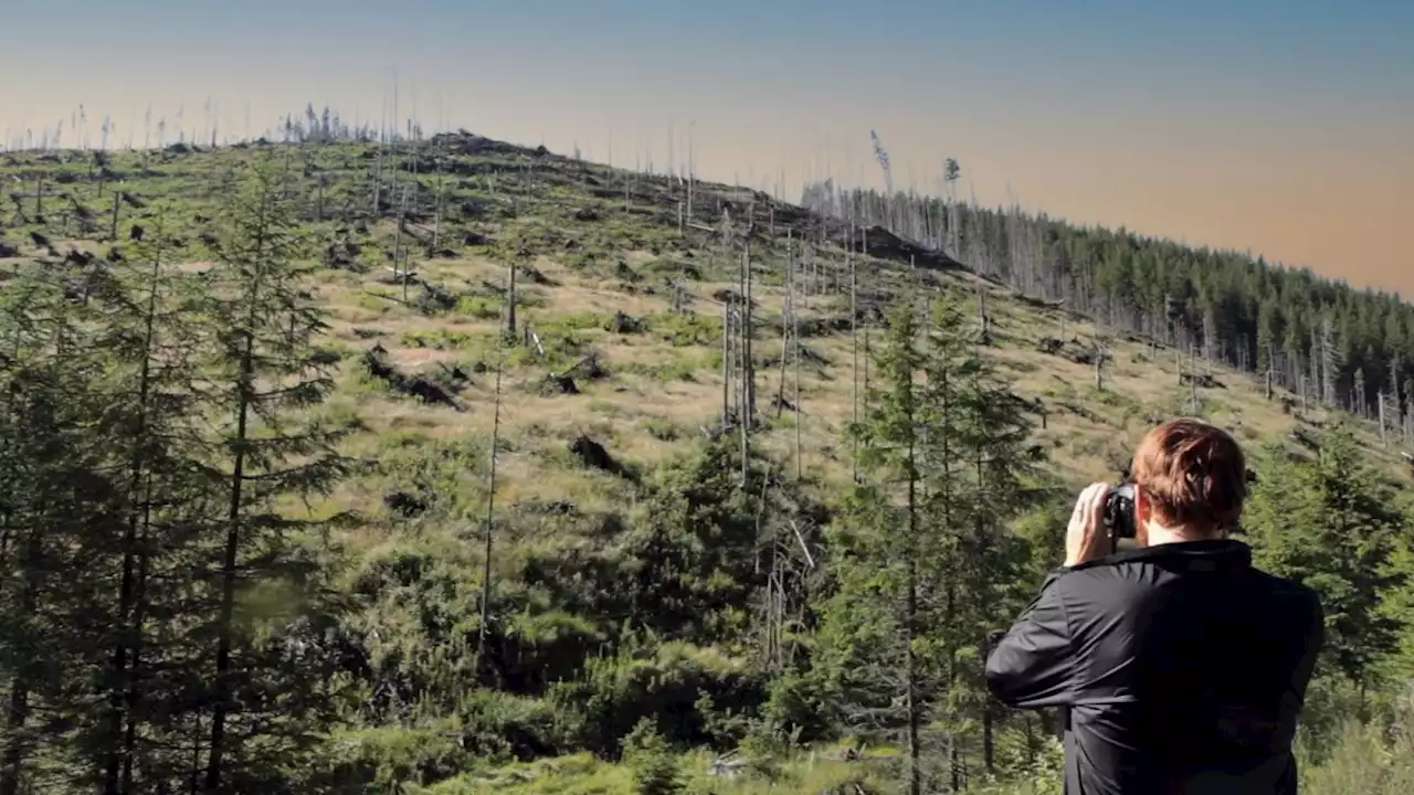 Doku „Wood – Der geraubte Wald“ im Kino: Sag mir, wo die Bäume sind